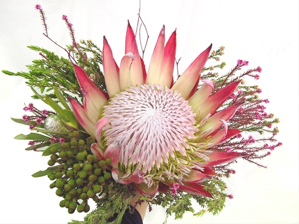 Bouquet Protea King - Bouquets - Flowers by category | Sierra 